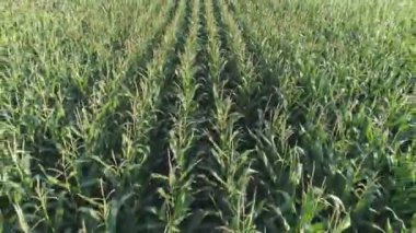 Kırsal, Mısır, yeşil alan üzerinde uçan yükseklik görünümünden.