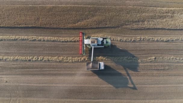 Ombine Cosechadora Campo Vierte Grano Avena Cuerpo Del Carro Vista — Vídeo de stock