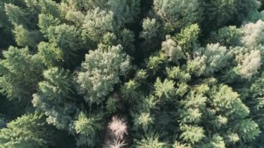 Summer, yükseklik, güneş ışığı ağaçların üzerinde uçuş ormandan görünümünü.