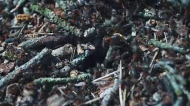 Yaban hayatı, karıncalar, karınca yuvası yakın çekim, timelapse yaşamın görünümü.