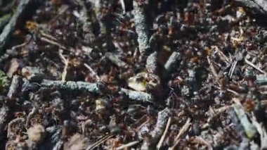 Yaban hayatı, karıncalar, karınca yuvası yakın çekim, timelapse yaşamın görünümü.