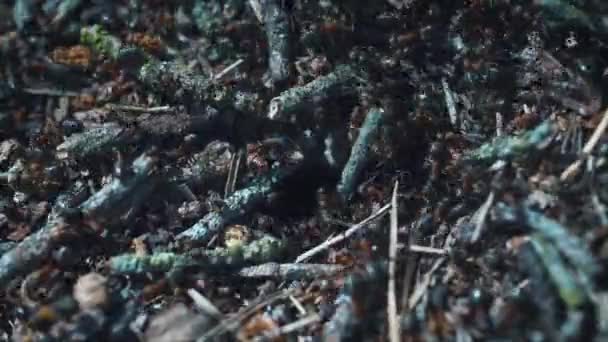 Tierwelt, Blick auf das Leben der Ameisen Ameisenhaufen Nahaufnahme, timelapse. — Stockvideo