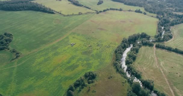 Tehenek legelnek a mező, farm kilátás a magasból. — Stock videók