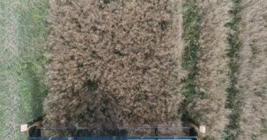 Kırsal ve tarım, tecavüz, güneş ışığı uçuş alan, hasat, tecavüz yükseklik birleştirmek hasat görünümden kaldırır.