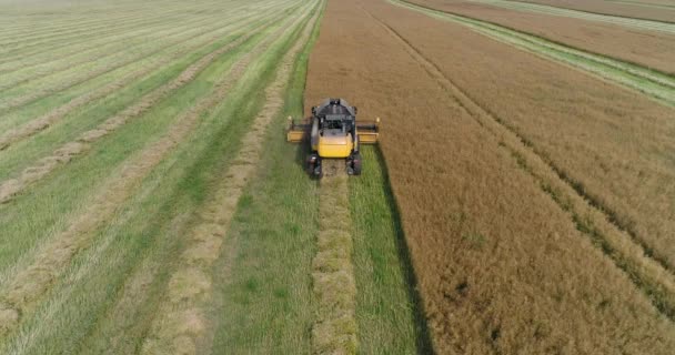 Wsi i rolnictwa, Lot nad polem, podwieszane do zbierania rzepaka, widok z tyłu z wysokości Kombajn zbożowy usuwa rzepaku, światło słoneczne. — Wideo stockowe