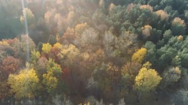 Sonbahar, yükseklik, güneş ışığı altında altın ağaçlar üzerinde uçuş ormandan görünümünü.
