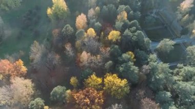 Sonbahar, yükseklik, güneş ışığı altında altın ağaçlar üzerinde uçuş ormandan görünümünü.