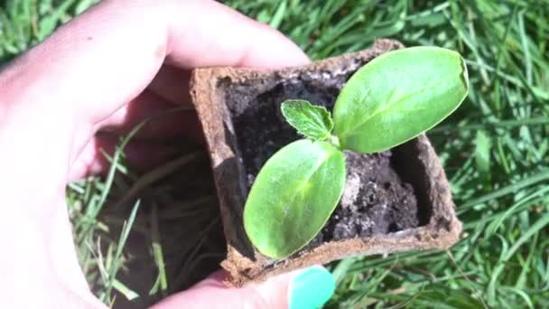 Mano donna prendendo una piccola pianta albero verde, vista dall'alto . — Video Stock