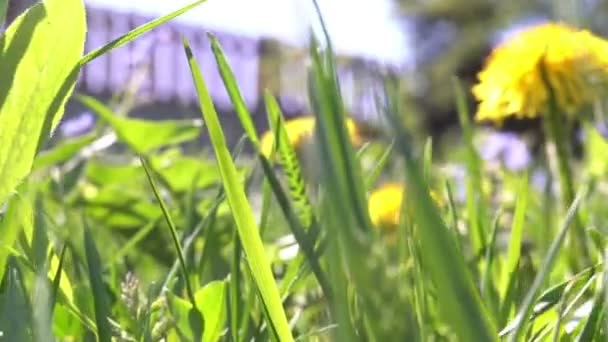 Kleine dierlijke schepsel, uitgevoerd door het gras wegrenden via trail - Pov oogpunt sneak tot de buurt van een huis — Stockvideo