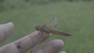 Yakın çekim turuncu yusufçuk dinlenme el, güzel doğa, harika bir dünya