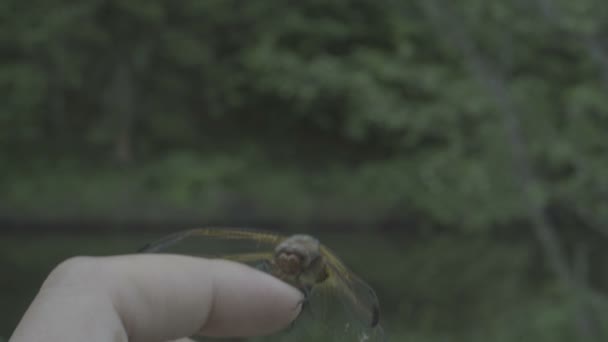 Primer plano libélula naranja descansando en la mano femenina, hermosa naturaleza, maravilloso mundo — Vídeos de Stock