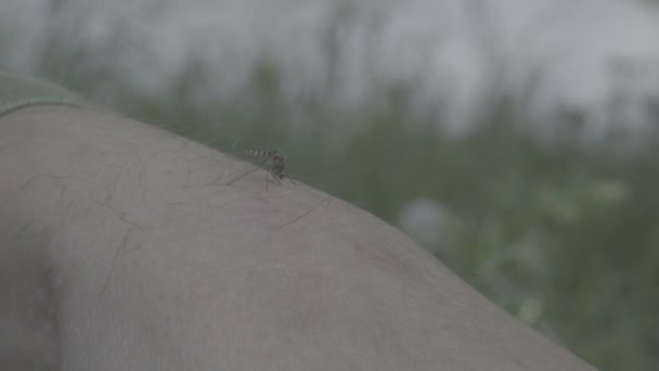 Ukąszenie Komara Aedes Anopheles Siedzi Skórze Ssania Krwi — Wideo stockowe