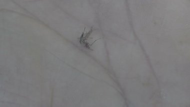 Bir sivrisinek öldürdü insan yandan yakın çekim çekim
