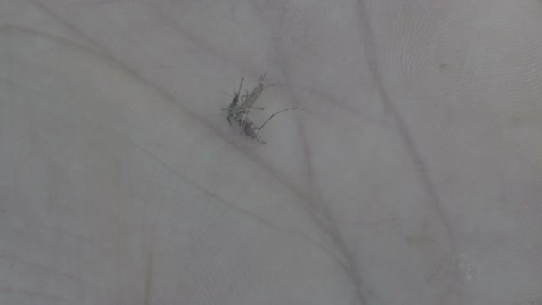 Убит крупным планом комар на человеческой руке — стоковое видео