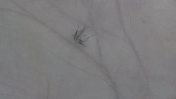 Gros plan d'un moustique tué sur une main humaine 