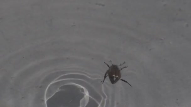 Bug insect lying on the surface of the water trying to swim and survive close up macro — Stock Video