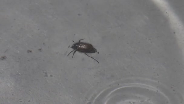 Bug rovar feküdt a víz próbál úszni, és túlélni a felszínén közelről a makró — Stock videók