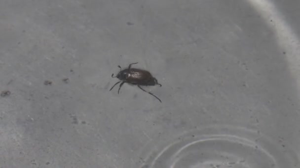 Insecto insecto acostado en la superficie del agua tratando de nadar y sobrevivir de cerca macro — Vídeo de stock