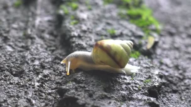 蜗牛在墙上爬行 — 图库视频影像