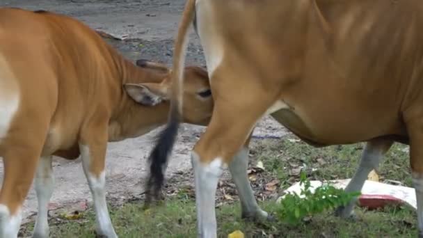 Indonesische koe haar hongerige baby kalf voederen — Stockvideo