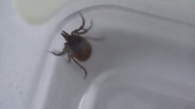 dışarı çıkmaya çalışan bir kutu içinde sürünerek kene