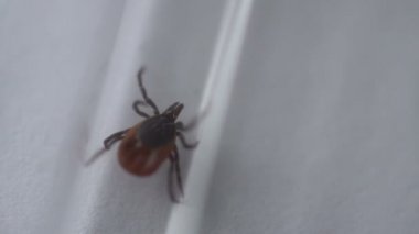 dışarı çıkmaya çalışan bir kutu içinde sürünerek kene