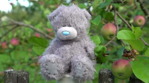 Verlassenes Spielzeug grauer trauriger Bär sitzt auf alten Stil Land Seite Zaun mit grünem Apfelbaum auf dem Hintergrund. Niemand in der Umgebung. Erinnerungen Nostalgie Konzept — Stockvideo