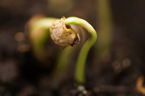 Groei van nieuwe leven groene planten glose omhoog op grond achtergrond — Stockfoto