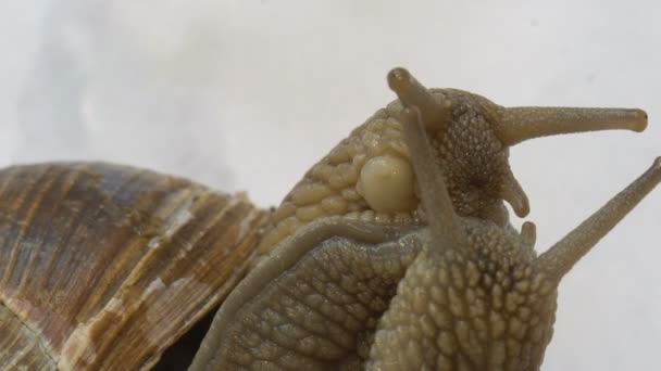 Caracol pareja apareamiento hermosa vista de cerca macro — Vídeo de stock