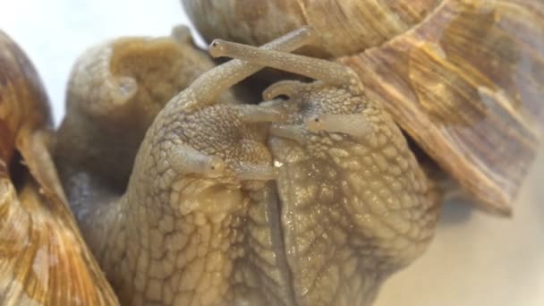 Snail casal reunião e fazer amor bela vista de perto macro — Vídeo de Stock