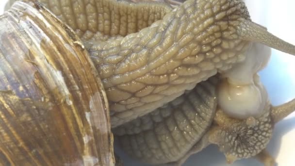 Slak paar paring prachtig uitzicht close-up macro — Stockvideo