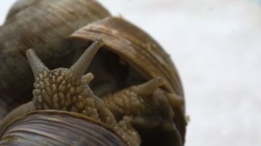 Toplantı ve güzel görünümü sevişmek salyangoz çift makroyu kapatın
