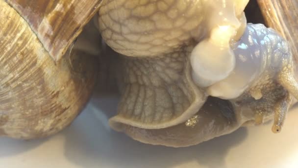 Güzel görünüm çiftleşme salyangoz çift makroyu kapatın — Stok video