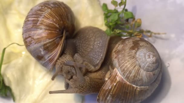蜗牛夫妇会议和使爱美丽的景色关闭宏观 — 图库视频影像