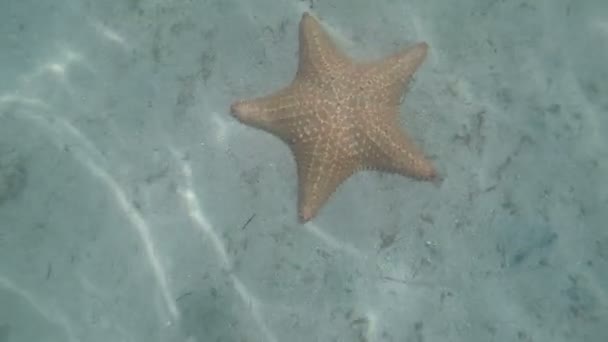 Estrela-do-mar subaquático em um fundo marinho arenoso, luz natural, mar das Caraíbas — Vídeo de Stock