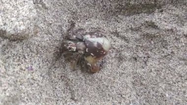 pavurya sahilde kum üzerinde tarama