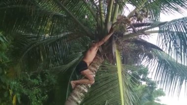 Palm tarafından tırmanma Hindistan cevizi almaya çalışırken aç vahşi adam