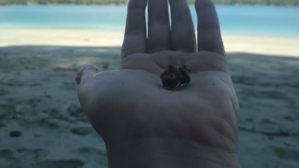 Heremietkreeften op het strand aan de kant komen vanuit shell — Stockvideo