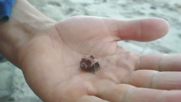 Краб-отшельник на пляже под рукой выйти из раковины — стоковое видео