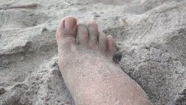 Granchio eremita sulla spiaggia strisciando da piedi femminili — Video Stock