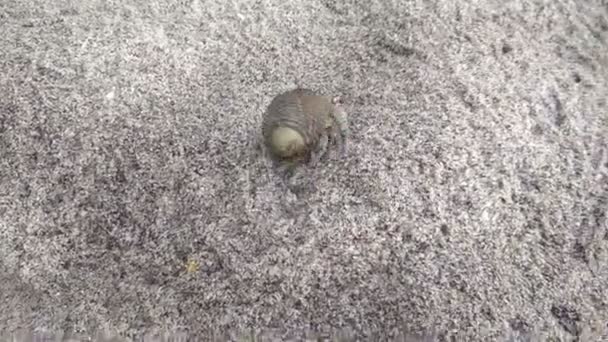 Cangrejo ermitaño en la playa arrastrándose sobre la arena — Vídeo de stock