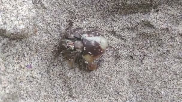 Краб-отшельник на пляже, ползающий по песку — стоковое видео