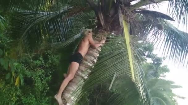 Hungriger wilder Mann versucht Kokosnuss an Palme klettern zu lassen — Stockvideo