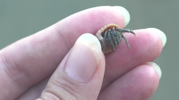 Vrouw heremietkreeften in haar hand close-up, komt het uit te houden en weg te kruipen — Stockvideo