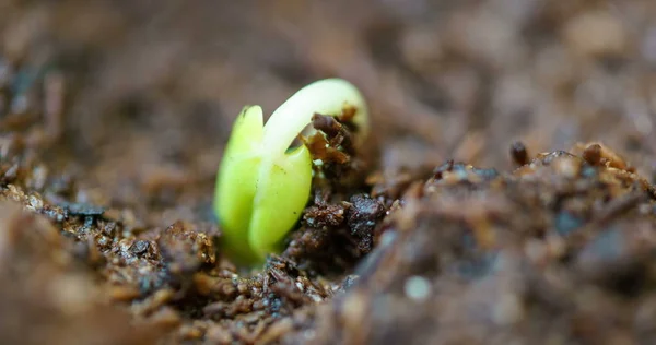 Small Green Rose Plant Growing Ground Germinating Seed Springtime Summer — Stock Photo, Image