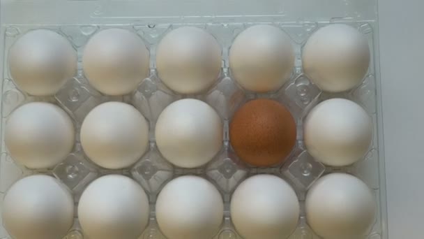 One brown egg among white ones in box. Individuality concept. Choice talent different — Stock Video
