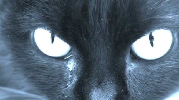 Los ojos de gato se cierran mirando a la cámara. Holograma de escena de horror — Vídeo de stock