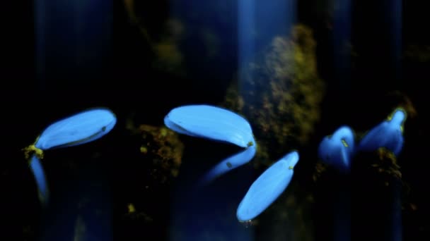 Futuristische blauwe kleur groeiende planten Timelapse komkommer spruiten kiemkracht. Evolutie concept — Stockvideo