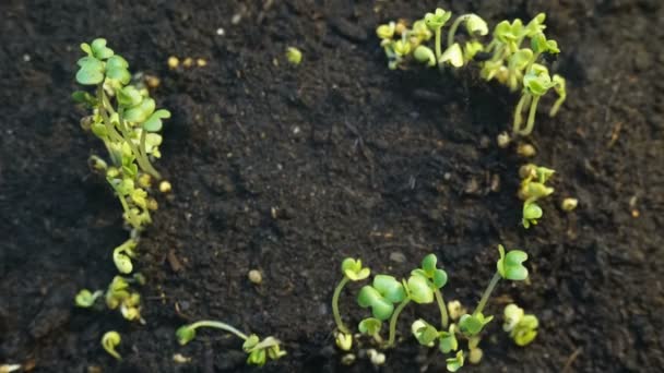 Groeiende planten Timelapse spruiten kiemkracht. Fotolijstjes — Stockvideo