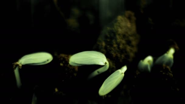 Plantas en crecimiento Timelapse Brotes Germinación. Estilo futurista — Vídeos de Stock